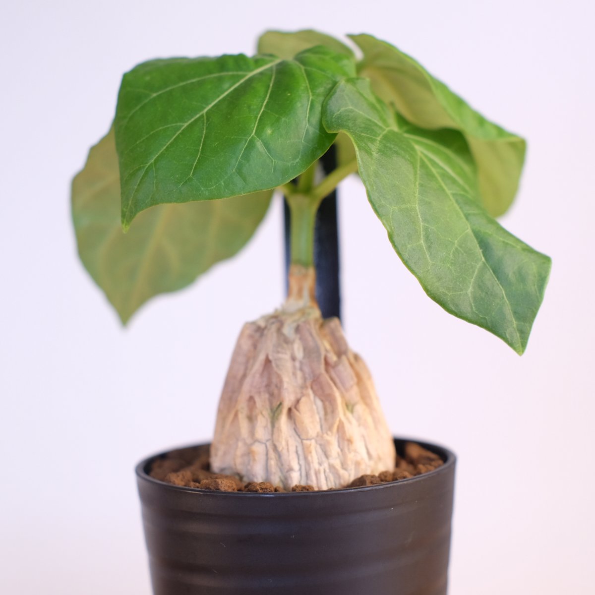 マテ シクロフィラ Matelea cyclophylla　親木 マテ シクロフィラ Matelea cyclophylla 親木