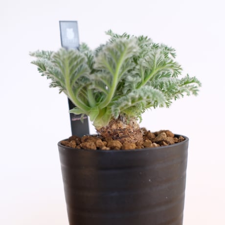 ペラルゴニウム アッペンディクラツム / pelargonium appendiclatum / KN1399