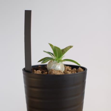 パキポディウム エブレネウム × グラキリス / Pachypodium eburneum × Pachypodium gracilius
