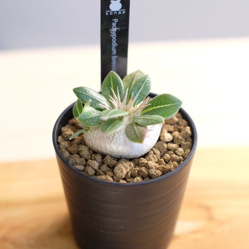 塊根植物 ブレビカウレ 綴化は初めて..！ 短い8月が始まった😎 #ユーフォルビアデカリー
