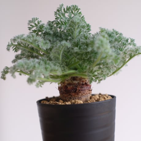 ペラルゴニウム アッペンディクラツム / pelargonium appendiclatum / KN1389