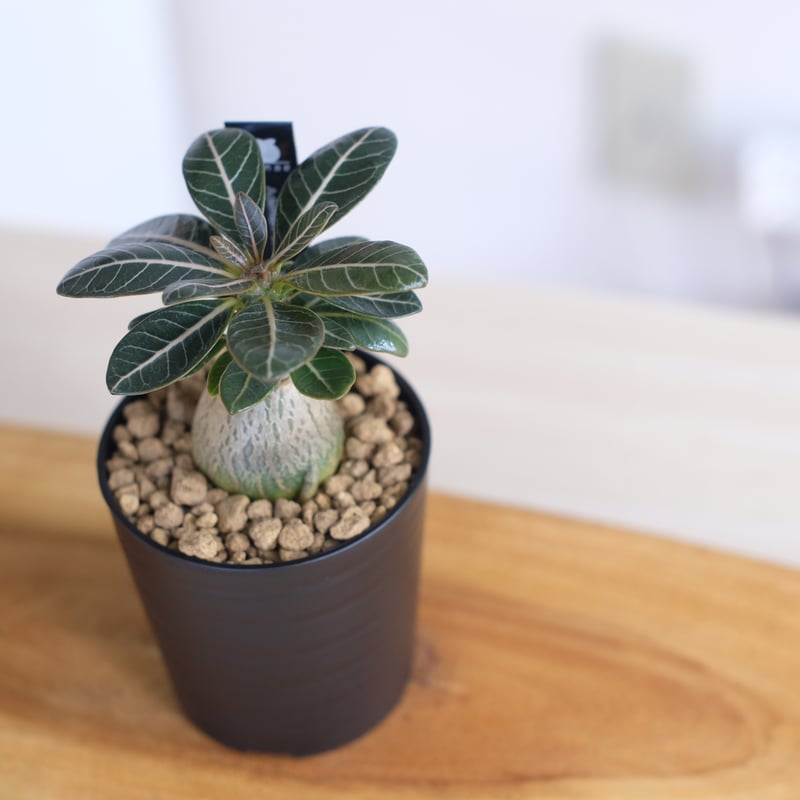 タ*チ様 アデニウム ソコトラナム 純血 種子 20粒 ① タ*チ様 アデニウム ソコトラナム 純血 種子 20粒 ①