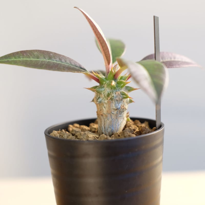 パキポディウム バロニー×ウィンゾリー / Pachypodium baronii パキポディウム バロニー×ウィンゾリー / Pachypodium baronii