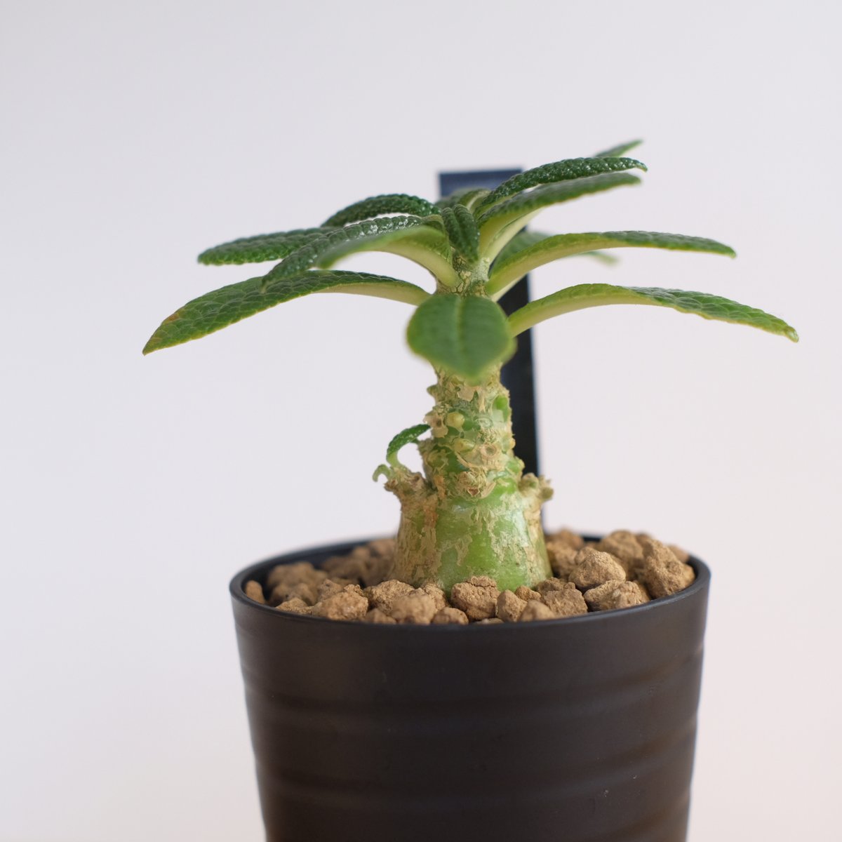 ドルステニア ギガス / Dorstenia gigas / KN1329 | 塊根植物 小苗