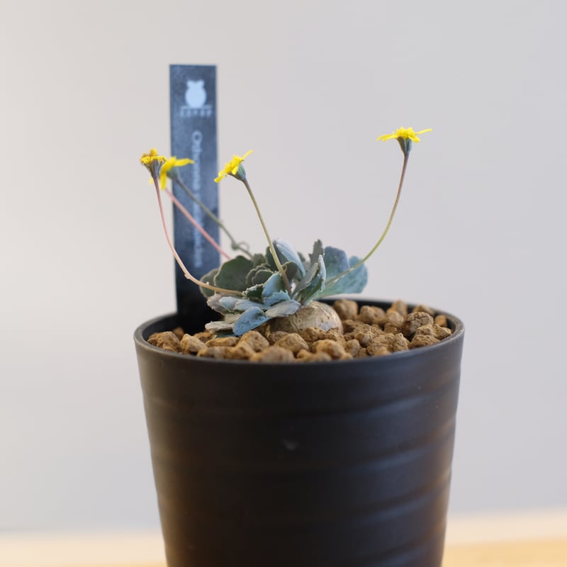オトンナ カカリオイデス / Othonna cacalioides | 塊根植物