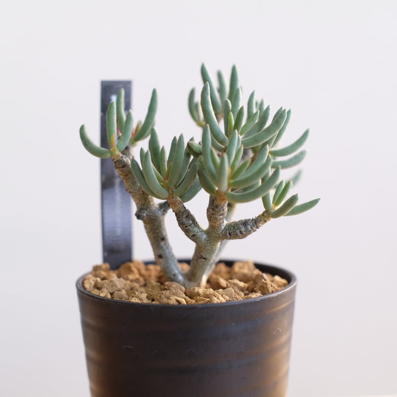 チレコドン ブッコルジアヌス / Tylecodon buchholzianus | 塊根植物