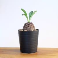 ユーフォルビア 鉄甲丸 / Euphorbia bupleurifolia / KN1421