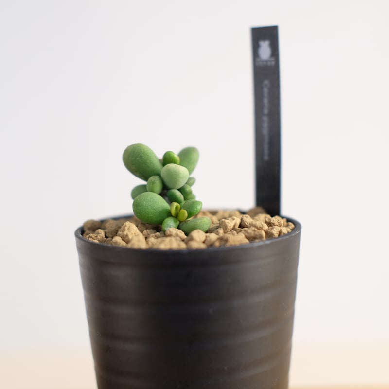 ケラリア ピグマエア / Ceraria pygmaea | 塊根植物 小苗専門店