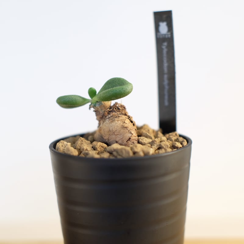 チレコドン スルフレウス / Tylecodon sulphureus | 塊根植物 小苗専門