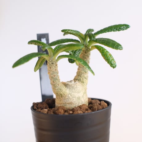 ドルステニア ギガス / Dorstenia gigas / KN1234
