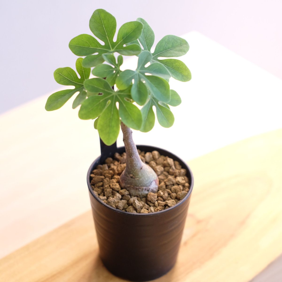 アデニア グラウカ / Adenia glauca | 塊根植物 小苗専門店 konae
