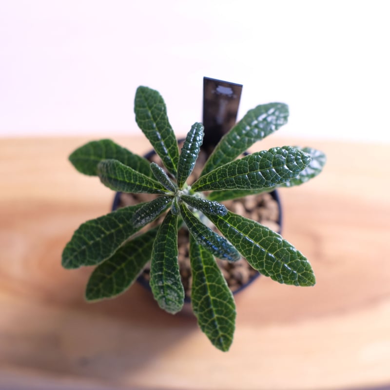 ドリステニア　ギガス ドルステニア ギガス Dorstenia gigas | mana's farm:塊根植物