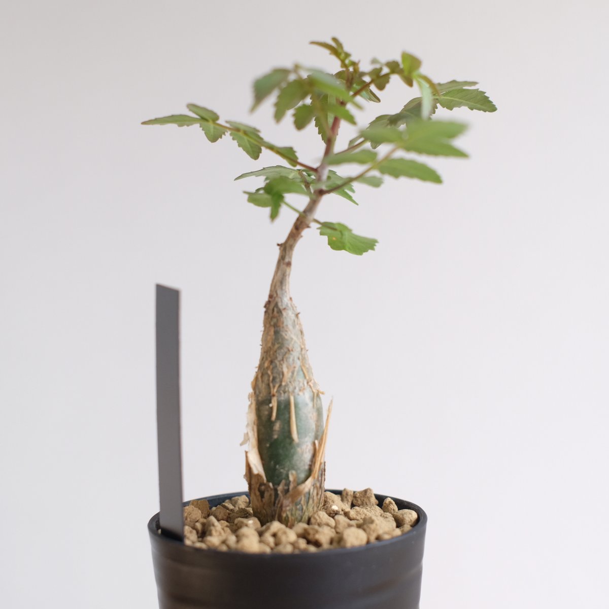 Bursera fagaroides ブルセラファガロイデス ブルセラ ファガロイデス / Bursera fagaroides / KN1333 | 塊根