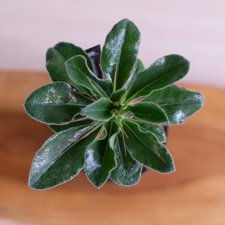 パキポディウム サンデルシー / Pachypodium saundersii / KN1516
