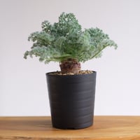 ペラルゴニウム アッペンディクラツム / pelargonium appendiclatum / KN1389