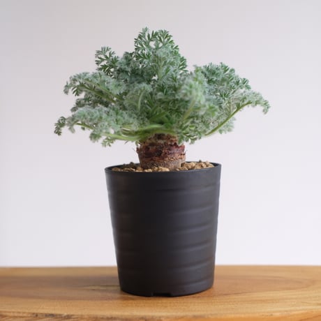 ペラルゴニウム アッペンディクラツム / pelargonium appendiclatum / KN1389