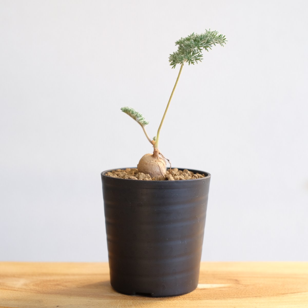 ペラルゴニウム トリステ / Pelargonium triste | 塊根植物 小苗 ペラルゴニウム トリステ / Pelargonium triste | 塊根植物 小苗