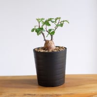 ブルセラ ファガロイデス / Bursera fagaroides / KN1551