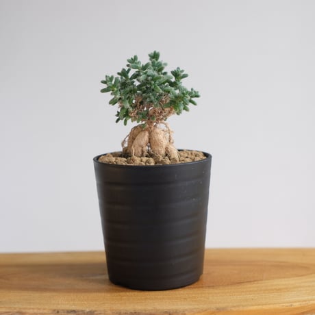 トリコディアデマ ブルボスム / Trichodiadema bulbosum