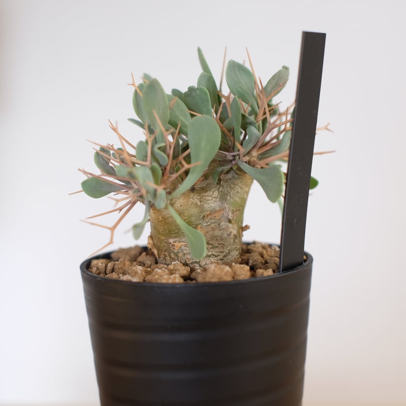 【特選株】オトンナ ユーフォルビオイデス 塊根植物 Othonna euphorbioides オトンナ ユーフォルビオイデス 黒鬼城 塊根