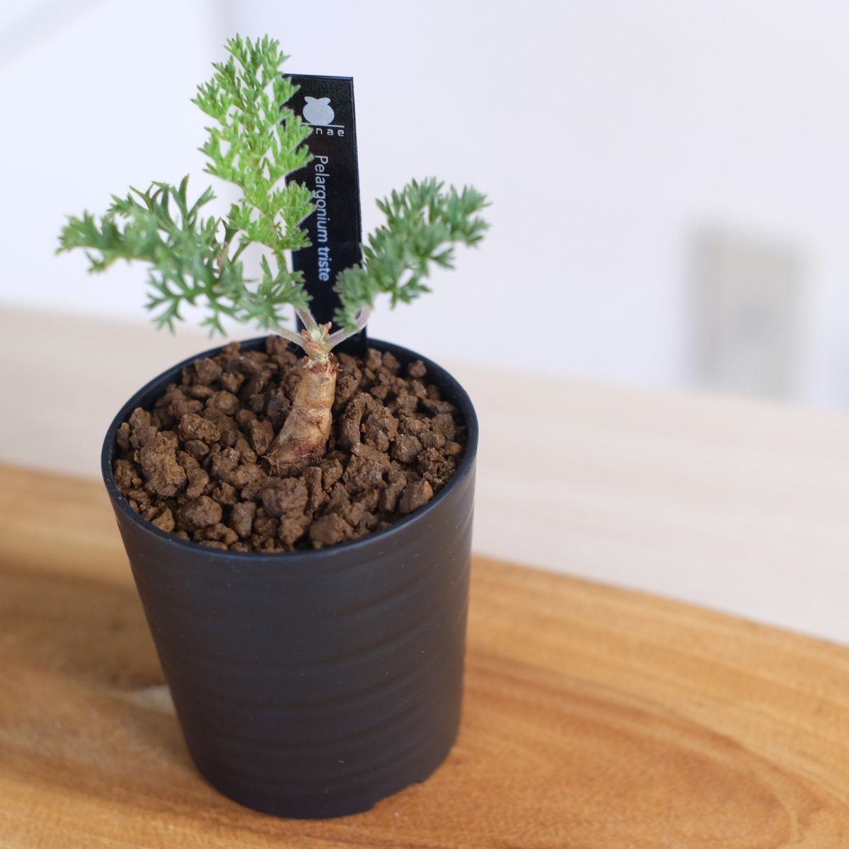 ペラルゴニウム トリステ ペラルゴニウム トリステ / Pelargonium triste / KN1209 | 塊根