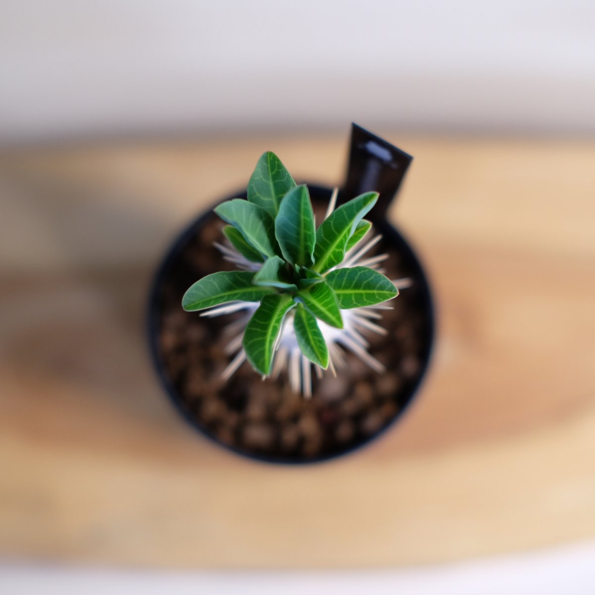 ユーフォルビア ギラウミニアナ / Euphorbia guillauminiana ユーフォルビア ギラウミニアナ / Euphorbia guillauminiana