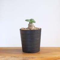 チレコドン ノルテーイ / Tylecodon nolteei / KN1359 | 塊根植物