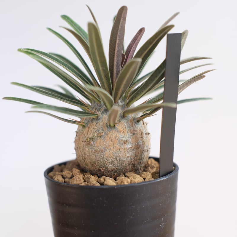 パキポディウム グラキリス / Pachypodium gracilius / KN1274