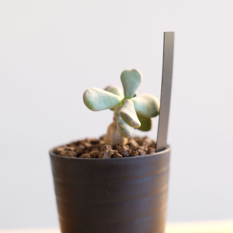 ケラリア ピグマエア / Ceraria pygmaea | 塊根植物 小苗専門店