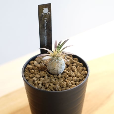 パキポディウム グラキリス / Pachypodium gracilius