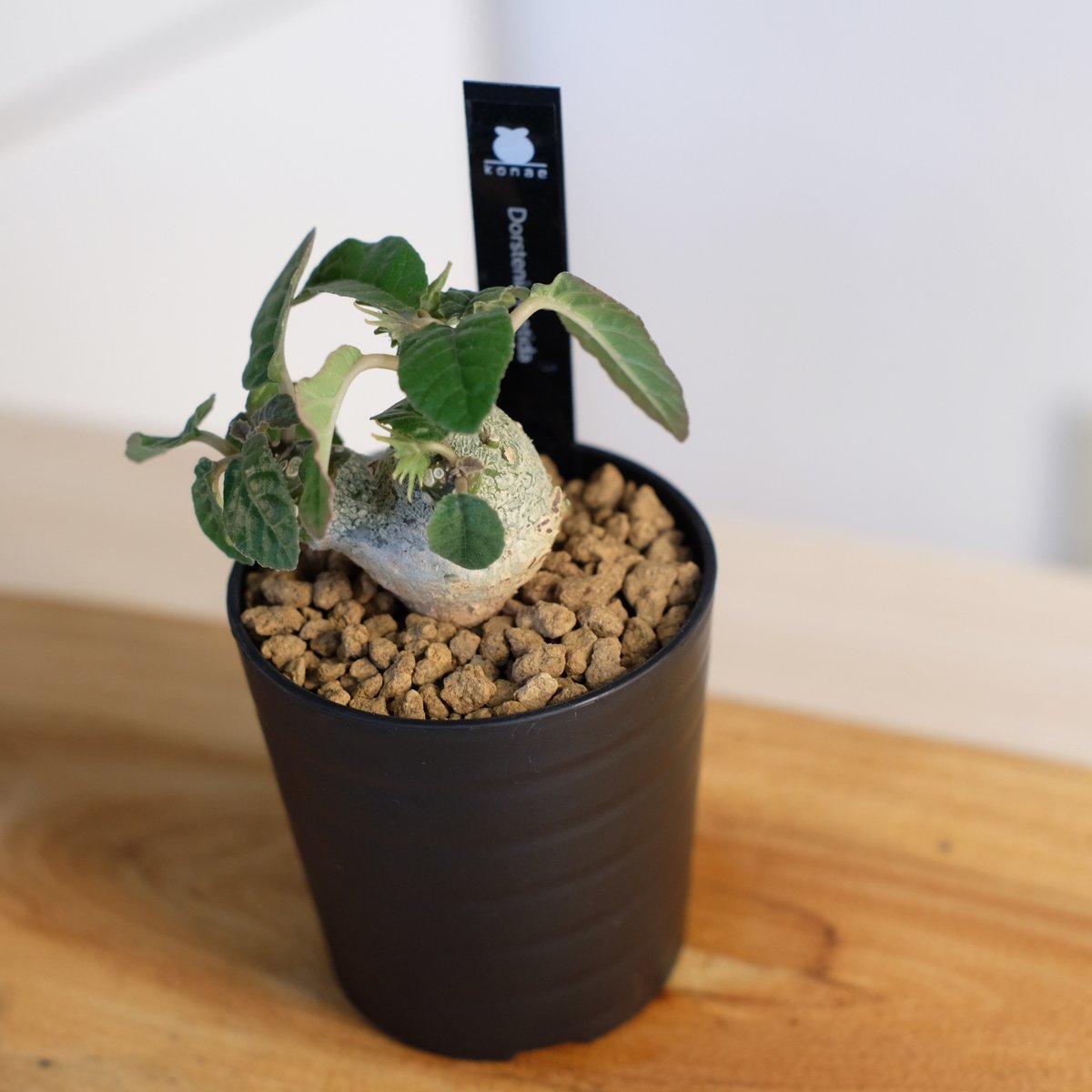 ドルステニア フォエチダ / Dorstenia foetida | 塊根植物 小苗専門店 k