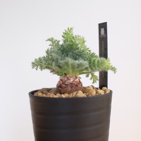 ペラルゴニウム アッペンディクラツム / pelargonium appendiclatum / KN1355