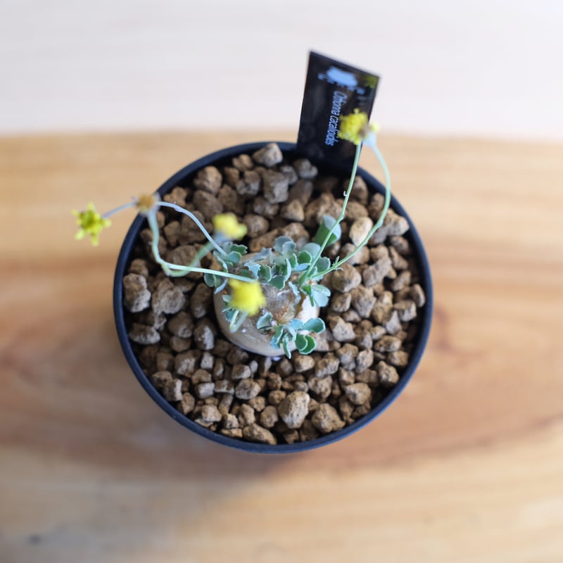 激カワ　歪なじゃがいも　オトンナ　カカリオイデス　ODDROOTS管理株 激カワ 歪なじゃがいも オトンナ カカリオイデス ODDROOTS管理株