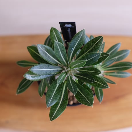 パキポディウム デンシフローラム / Pachypodium densiflorum / KN1300