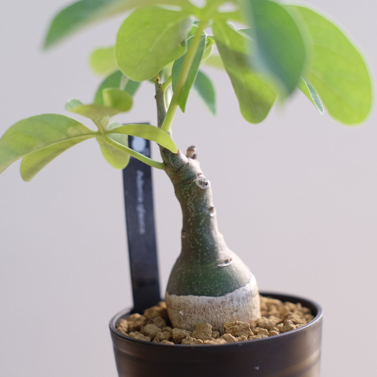 アデニア グラウカ / Adenia glauca | 塊根植物 小苗専門店 konae
