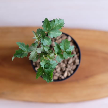 ブルセラ ファガロイデス / Bursera fagaroides / KN1537