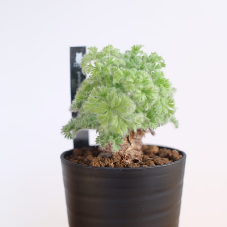 ペラルゴニウム アッペンディクラツム / pelargonium appendiclatum / KN1212