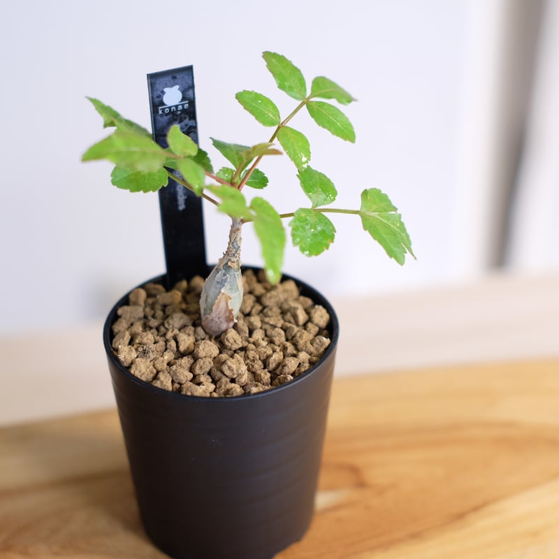 ブルセラ ファガロイデス / Bursera fagaroides | 塊根植物 小苗 ブルセラ ファガロイデス / Bursera fagaroides | 塊根植物 小苗