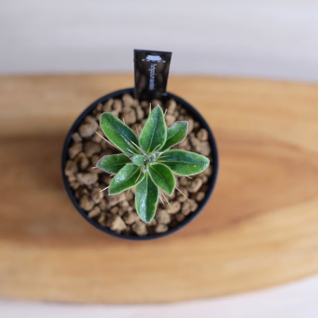 パキポディウム サンデルシー / Pachypodium saundersii