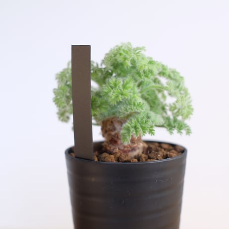 ペラルゴニウム アッペンディクラツム / pelargonium appendiclatum / KN1212