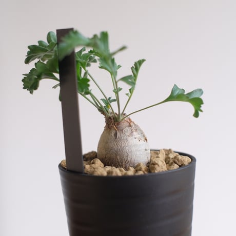 ペラルゴニウム パキポディウム / Pelargonium sp. cf. pachypodium / KN1391