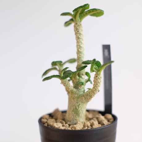 ドルステニア ギガス / Dorstenia gigas / KN1230