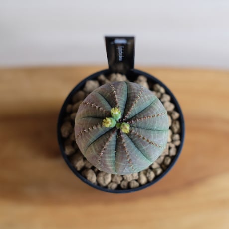 ユーフォルビア オベサ / Euphorbia obesa / KN1228