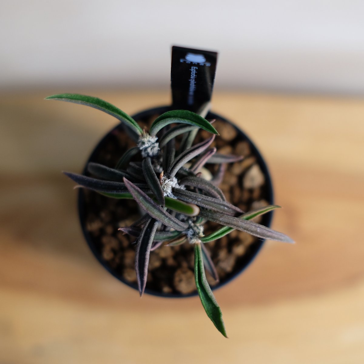 ユーフォルビア　キリンドリフォリア　トビフェラ　特大サイズ　（鉢付き） ユーフォルビア キリンドリフォリア 鉢つき ユーフォルビア キリンドリ