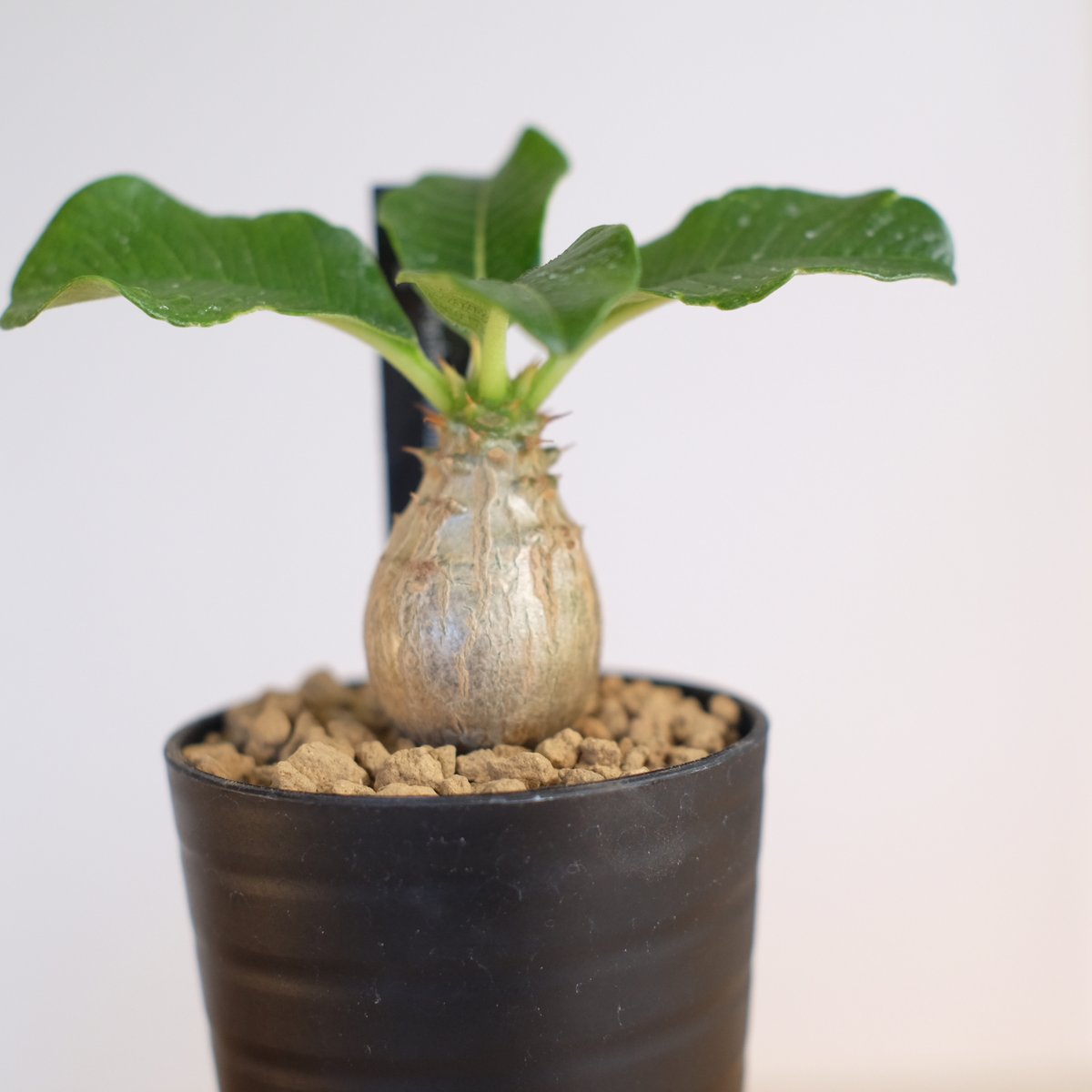 パキポディウム ウィンゾリー / Pachypodium Windsorii | 塊根植物 小