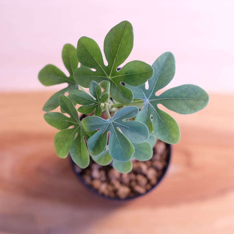 アデニア グラウカ / Adenia glauca | 塊根植物 小苗専門店 konae