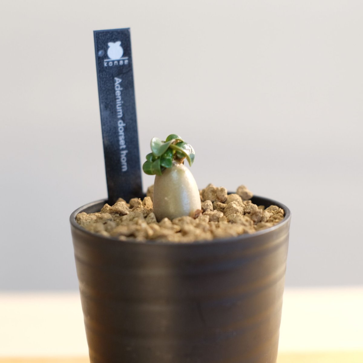 うぐたん Dorset Horn Adenium ＋V2ハックA 鉢植え うぐたん Dorset Horn Adenium ＋V2ハックA 鉢植え 極美/獅子葉/極太