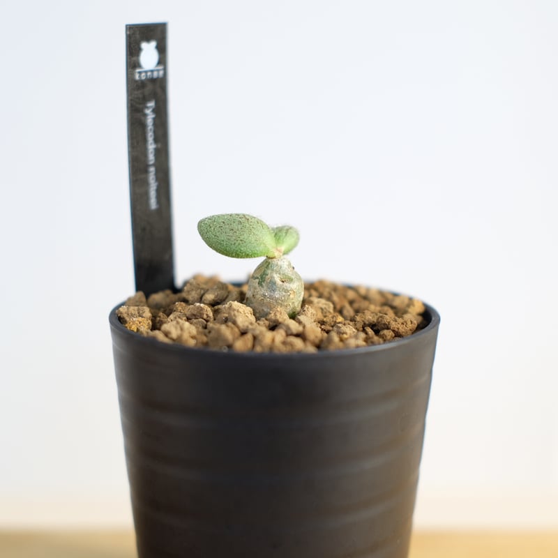 チレコドン ノルテーイ / Tylecodon nolteei | 塊根植物 小苗専門店 konae