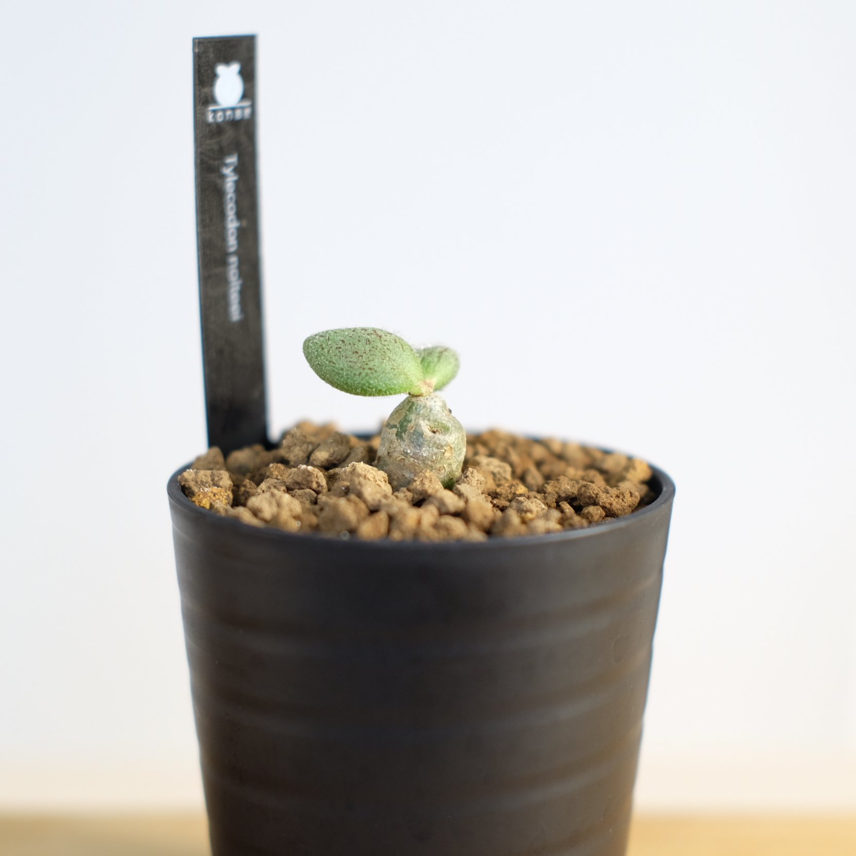 チレコドン ノルテーイ / Tylecodon nolteei | 塊根植物 小苗専門店 konae