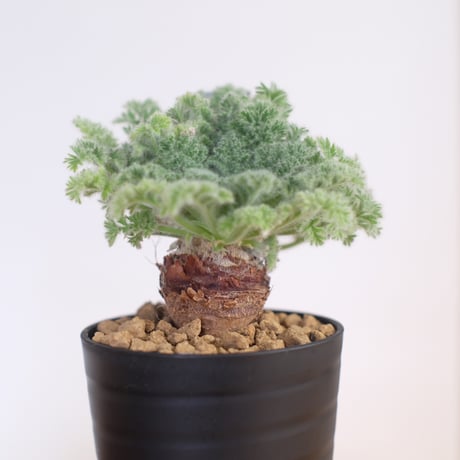 ペラルゴニウム アッペンディクラツム / pelargonium appendiclatum / KN1377